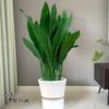 Planta em Vaso Orquídea de Folha Única, Planta Resistente ao Frio e Amante de Sombra, Adequada para Escritório e Pátio, Planta de Folhagem Verde, Orquídea que Absorve Formaldeído, Bonsai para Purificação do Ar