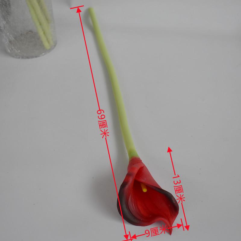 大马蹄莲酒红_副本