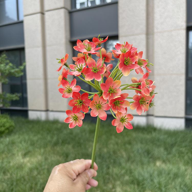 单支百子莲-sxhdx-橙色.JPG