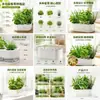 Kit de planta hidropónica de cebolleta más vendido transfronterizo, sin tierra, sin necesidad de habilidades, cosecha rápida, para balcón, alféizar, caja de cultivo para el hogar