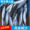 Atum Azul, Cavala, Atum Azul Selvagem Fresco Congelado Inteiro, Peixes de Águas Profundas, Atacado de Frutos do Mar