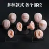 Modelo de ouvido silicone características faciais realistas material didático modelo display aparelho auditivo artificial orelha de prática limpeza de ouvido ensino adulto