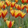 Bulbos de Tulipa Nativos, Pequenas Plantas Floríferas Perenes, Importados da Holanda, Adequados para Plantio em Vaso e no Solo, Plantas Amigáveis para Iniciantes