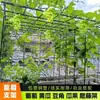 Enrejado de Jardín para Exteriores, Enrejado para Uvas, Enrejado para Maracuyá, Enrejado para Kiwi, Enrejado para Calabazas, Enrejado para Melones, Enrejado de Jardinería Tipo Columna