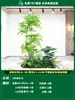 Paisagismo de Planta Artificial Varanda Arranjo de Paisagem Escada Interna Sob Árvore de Flores Artificiais Decoração Biomórfica Planta Verde Paisagismo Combinação