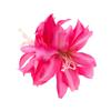Nuevo Clip de Borde de Flor de Lirio Doble para Primavera y Verano Flor Artificial Clip para el Cabello Foto Vacaciones Tocado de Tela para Mujer
