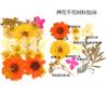 Bolsa de Flores Secas para Manualidades con Flores en Relieve, Marcapáginas de Flores en Relieve, Bolsa de Flores en Relieve, Material para Pintura en Relieve, Pegamento para Flores Reales, Hojas Secas