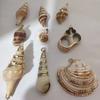 Concha con borde galvanizado, accesorios de joyería para hacer tú mismo, pendientes, colgante, concha natural creativa hecha a mano.