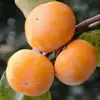 Venta al por mayor de plántulas de caqui dulce Luotian para plantar en patios del norte y del sur, plantas en maceta extragrandes para plantar en todas las estaciones, plántulas de fruta injertada