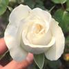Plántulas de Rosa al por Mayor, Plántulas de Rosa, Plántulas de Rosa, Rosas de Floración Multiestacional, Perfume de Rosa, Plantas de Rosa en Maceta con Alta Tasa de Supervivencia