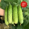 Sementes de Pepino Rei Locais no Atacado, Não Precisam de Treliça, Produzem Sabor Crocante e Doce, Fáceis de Cultivar na Primavera e no Outono, Alto Rendimento para Hortas Caseiras