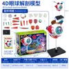 Modelo Pequeño de Esqueleto Humano Esqueleto de Cuerpo Entero Simulado Juguete Educativo de Educación Temprana para Niños Material Didáctico Mini Tridimensional