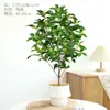 Plántulas de osmanthus de cuatro estaciones, plantas resistentes al frío en maceta, osmanthus dorado para balcón, flores de aroma intenso, árboles viejos para patio, plantas verdes fáciles de mantener