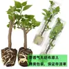 Planta de Bougainvillea Dobrada em Vaso, Muda Grande, Tronco Antigo Resistente, Planta Trepadeira para Interior e Exterior, Flor Ameixa Vermelha, Floresce o Ano Todo