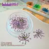 Decoraciones de Flores Secas para Uñas Estilo Japonés Frescas y Coloridas Gypsophila Fragmentos Florales Pequeños Naturales Kit de Materiales DIY de Flores Reales