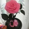 Presente mais vendido para o Dia dos Namorados e Dia das Mães: caixa de presente com cúpula de vidro com flores eternas, design do Pequeno Príncipe, atacado