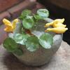 Creativo macetero hidropónico de cobre para plantas de dinero, utensilios, plantas suculentas en maceta, animales lindos, pato, pecera, adornos para paisajismo
