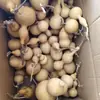 Venta al por mayor de fábrica de calabazas medianas con defectos, color y forma aleatorios, adecuadas para la práctica