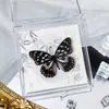 Foto de Espécime de Borboleta Real Porta-Retrato Caixa Transparente Ornamentos Estéreo Presente Ensino de Jardim de Infância Criativo Artesanal Adereços para Fotos