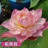 Venta al por mayor de plantas ornamentales en maceta, semillas de loto y nenúfar cultivadas en agua, semillas de flor de loto de cuenco y nenúfar para estanques hidropónicos