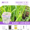 Semillas de Alegría del Hogar Tarea de Ciencias de Primaria Caja de Observación del Crecimiento de Plantas Niños Plantando Mini Plantas Pequeñas en Maceta Jardín de Niños