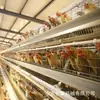 Jaula tipo H para pollos de engorde, Jaula tipo A automática apilada para pollos de engorde, Jaula de paloma galvanizada tridimensional semiautomática, Jaula para pollos de huevo, Jaula para codornices