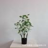 Árbol de Dinero de Eucalipto Planta en Maceta para Hogar Sala de Estar Bonsái Exhibición en Ventana Paisajismo En Stock Eucalipto Artificial