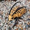 Escarabajo de Combate Simulado de Liquidación Transfronteriza Modelo de Insecto Unicornio Juguete Educativo para Niños Gateo Simulado