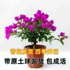 Buganvília em seu Vaso e Terra Originais, Planta de Vaso Púrpura de Yunnan, Florindo em Todas as Estações, Fácil de Manter para Varanda e Jardim
