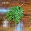 Samambaias Samambaia-Aspargo Samambaia-Rins Grama-Persa Samambaia Parede de Fundo Floreira Vaso de Planta Decoração de Paisagismo Plantas Verdes