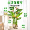 Planta de Ave del Paraíso Hidropónica en Maceta para Escritorio, Estilo Nórdico, Planta de Interior Perenne, Hojas Grandes, Cultivada en Agua, Tolera la Sombra, para Sala de Estar