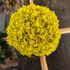 Flor Seca Hortensia Flor Eterna Hortensia Anna Rama Única Absorción de Color Hortensia Anna Flor Eterna Adornos Florales Floricultura Decorativa