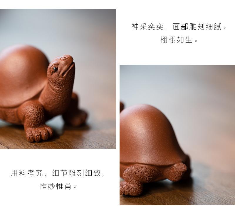 将军龟20210806 (16).jpg