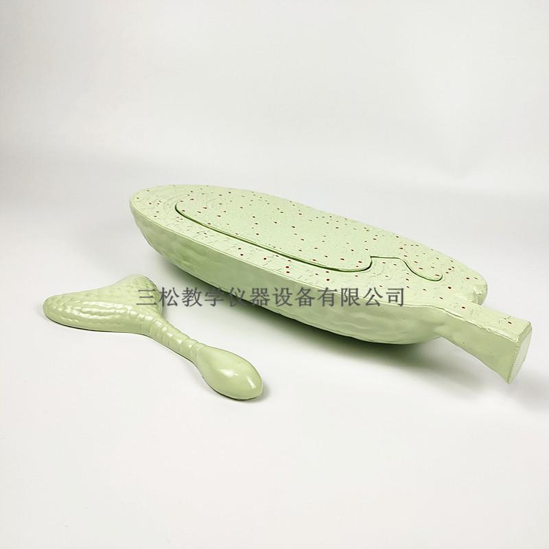 荠菜胚发育模型4_副本