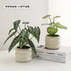Plantas Verdes, Vasos Pequenos, Árvore da Fortuna Semelhante para Mesas de Escritório Internas, Mesas de Centro de Sala de Estar, Flores Artificiais e Arranjos Florais