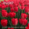 Nuevas Flores de Tulipán en Maceta, Cultivo en Tierra Hidropónica, Flores Resistentes al Frío para Interiores y Exteriores en Balcones, Plantas, Semillas de Tulipán