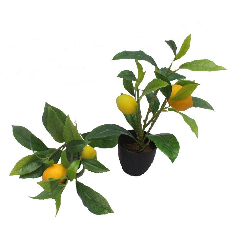 XRB-278 单枝柠檬6叉21叶2果1.jpg