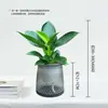 [Compra uno, llévate otro gratis] Planta Verde de Hoja Grande Diamante Dorado Princesa Verde Planta de Interior en Maceta para Oficina, Perenne Todo el Año, Cultivo Hidropónico y en Tierra