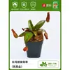 Planta Carnívora Trampa para Moscas Extra Grande en Maceta, Planta Jarra, Planta Verde Resistente al Frío, Flor Carnívora Insectívora, Fácil de Cuidar, Repelente de Mosquitos para Interiores