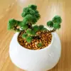 Planta Suculenta de Pino en Forma de Bola Combinada en Maceta Planta Verde Flor para Oficina y Balcón, Suculenta Linda que Absorbe Radiación