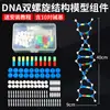 Modelo de estructura de doble hélice de ADN, modelo de estructura molecular de formato grande para preparatoria, cadena de desoxirribonucleótidos J33306 de 60 cm