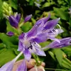 Mudas de Flores de Hosta, Raízes de Hosta de Flor Roxa, Hosta de Flor Branca, Flor de Grama para Arborização Municipal, Flor de Hosta Floresce no Mesmo Ano e é Fácil de Sobreviver