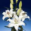 Semilla de bulbo de semilla de bola de lirio perfumado importado semilla de floración de cuatro estaciones con raíz con yema flor cortada lirio planta en maceta