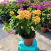 Planta en Maceta Buganvilia Floreciendo Cereza Verde Doble Pétalo Floración Cuatro Estaciones Balcón Fácil de Cultivar Buganvilia de Interior Planta Verde para Balcón