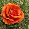 Cabeza de Rosa de Franela Boda Arreglo Escena de Boda Flores Pared de Flores Arco Flores de Seda Rosas Rizadas