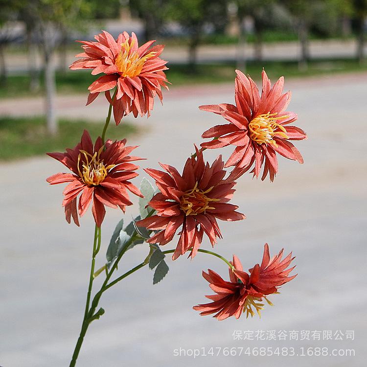 5头秋色小支大丽花-焦糖_副本.jpg