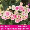 Una pieza de Dropshipping de rosa trepadora, rosa de luna europea, plántulas de rosa que florecen en todas las estaciones, flores grandes, pared de patio, escalada al aire libre