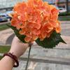 Hortensia verde hidratante de comercio exterior, tacto suave de goma, hortensia de una sola cabeza, hortensia grande, decoración suave para bodas, fabricante de flores falsas
