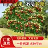 Mudas Especiais de Jujuba Grande para Árvores Frutíferas de Quintal, Jujubas de Inverno Super Doces de Açúcar de Pedra, Mudas de Jujuba Pan para Plantio em Regiões do Sul e do Norte
