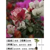 Nueva Variedad de Planta en Maceta de Buganvilia Doble Flor Rosa para Balcón y Patio, Florece Todas las Estaciones, Base de Fujian